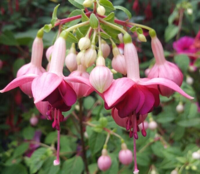 Fuchsie, čílko 'Paula Jane' - Fuchsia hybrida 'Paula Jane'