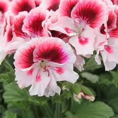 Muškát, pelargonie velkokvětá 'Elegance Tony' - Pelargonium grandiflorum 'Elegance Tony'