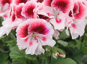 Muškát, pelargonie velkokvětá 'Elegance Tony' - Pelargonium grandiflorum 'Elegance Tony'