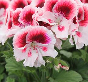 Muškát, pelargonie velkokvětá 'Elegance Tony' - Pelargonium grandiflorum 'Elegance Tony'