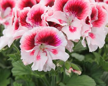 Muškát, pelargonie velkokvětá 'Elegance Tony'