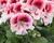 Muškát, pelargonie velkokvětá 'Elegance Tony'