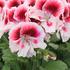 muskat-pelargonie-velkokveta-elegance-tony.jpg