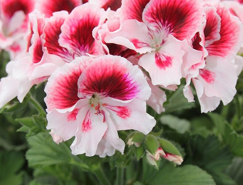 Muškát, pelargonie velkokvětá 'Elegance Tony' - Pelargonium grandiflorum 'Elegance Tony'