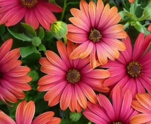 Dvoutvárka 'Cape Daisy Fire Burst' - Osteospermum ecklonis 'Cape Daisy Fire Burst'