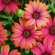 Dvoutvárka 'Cape Daisy Fire Burst' - Osteospermum ecklonis 'Cape Daisy Fire Burst'