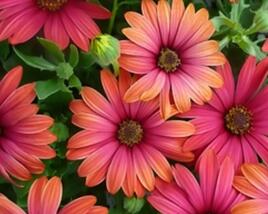 Dvoutvárka 'Cape Daisy Fire Burst'