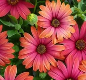 Dvoutvárka 'Cape Daisy Fire Burst' - Osteospermum ecklonis 'Cape Daisy Fire Burst'