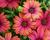 Dvoutvárka 'Cape Daisy Fire Burst'