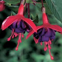 Fuchsie, čílko 'Ringwood Market' - Fuchsia hybrida 'Ringwood Market'