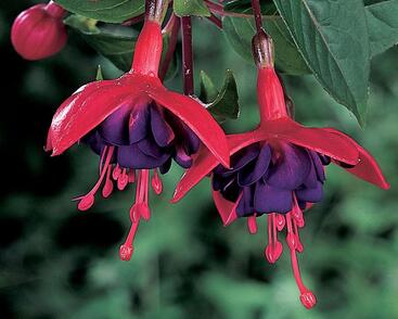 Fuchsie, čílko 'Ringwood Market'