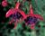 Fuchsie, čílko 'Ringwood Market'