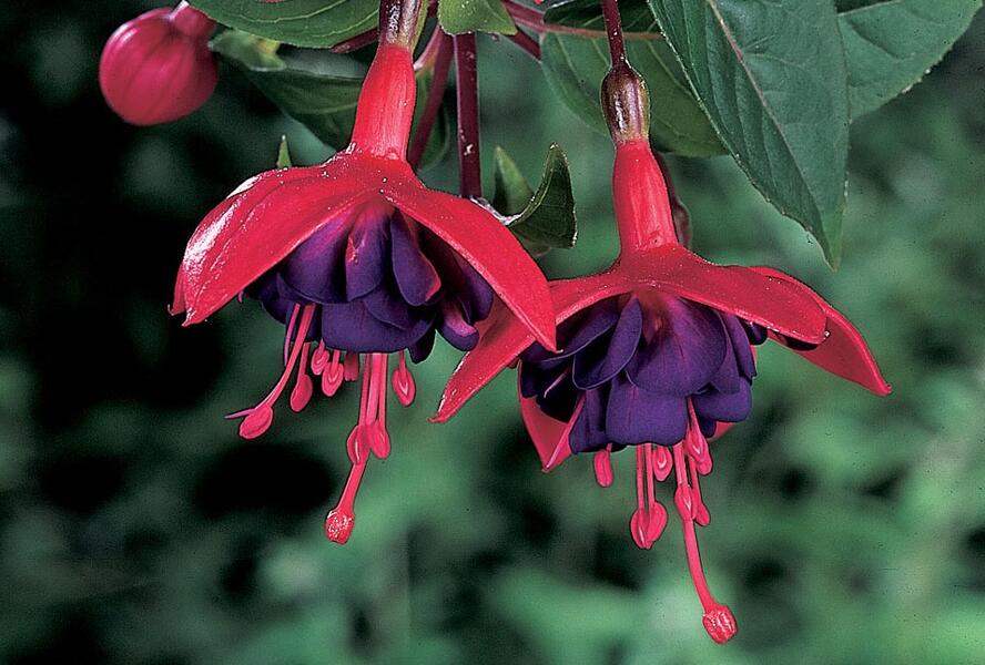 Fuchsie, čílko 'Ringwood Market' - Fuchsia hybrida 'Ringwood Market'