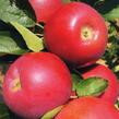 Jabloň letní 'Julia A.' - Malus domestica 'Julia A.'