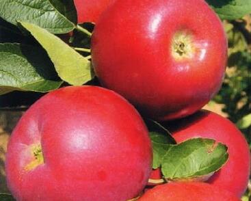 Jabloň letní 'Julia A.'