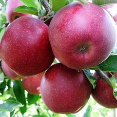 Jabloň zimní 'Red Jonaprince' - Malus domestica 'Red Jonaprince'