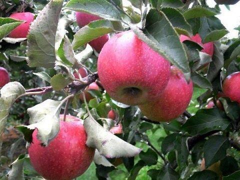 Jabloň zimní 'Jonagored Supra' - Malus domestica 'Jonagored Supra'