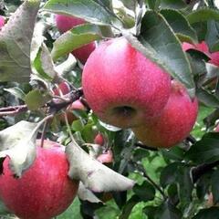 Jabloň zimní 'Jonagored Supra' - Malus domestica 'Jonagored Supra'