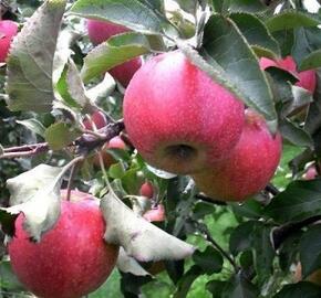 Jabloň zimní 'Jonagored Supra' - Malus domestica 'Jonagored Supra'