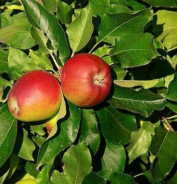 Jabloň zimní 'Gala Natalie' - Malus domestica 'Gala Natalie'