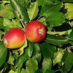 Jabloň zimní 'Gala Natalie' - Malus domestica 'Gala Natalie'