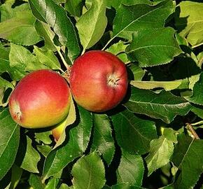 Jabloň zimní 'Gala Natalie' - Malus domestica 'Gala Natalie'