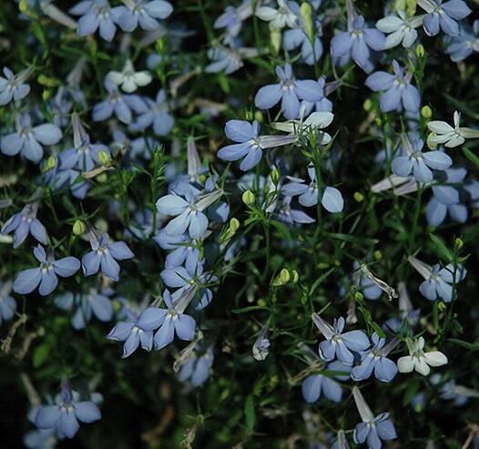 Lobelka 'Bella Pot Cielo' - Lobelia erinus 'Bella Pot Cielo'