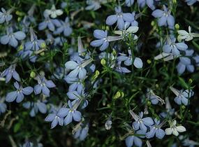 Lobelka 'Bella Pot Cielo' - Lobelia erinus 'Bella Pot Cielo'