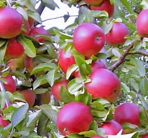 Jabloň zimní 'Red Bohemia' - Malus domestica 'Red Bohemia'