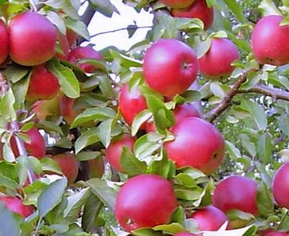Jabloň zimní 'Bohemia Red' - Malus domestica 'Bohemia Red'