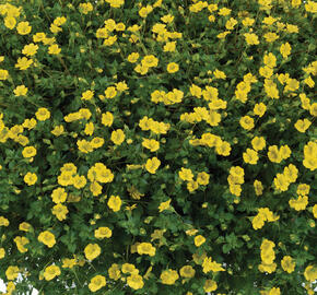 Mekardonie 'Garden Freckles'