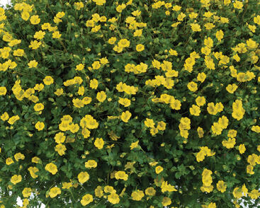 Mekardonie 'Garden Freckles'