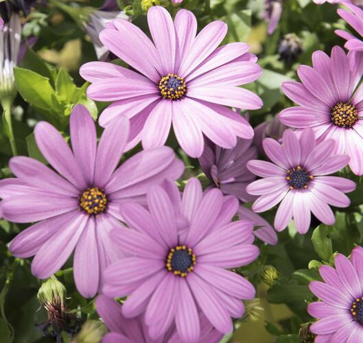 Dvoutvárka 'Margarita Lilac' - Osteospermum ecklonis 'Margarita Lilac'