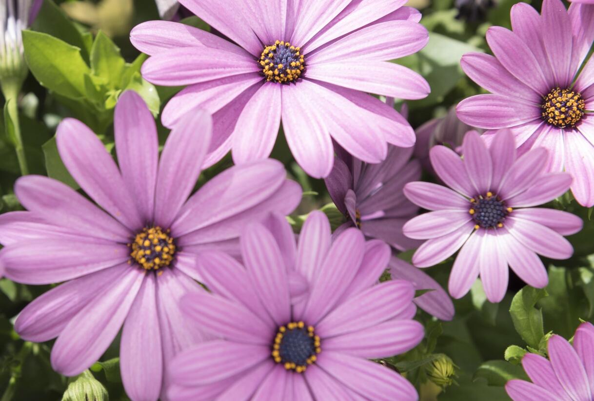 Dvoutvárka 'Margarita Lilac' - Osteospermum ecklonis 'Margarita Lilac'