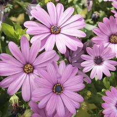 Dvoutvárka 'Margarita Lilac' - Osteospermum ecklonis 'Margarita Lilac'