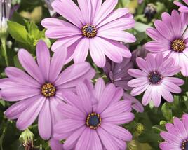 Dvoutvárka 'Margarita Lilac'