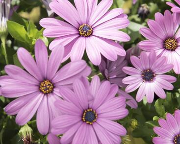 Dvoutvárka 'Margarita Lilac'