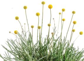Kraspedie globosa 'Golf Beauty' - Craspedia globosa 'Golf Beauty'