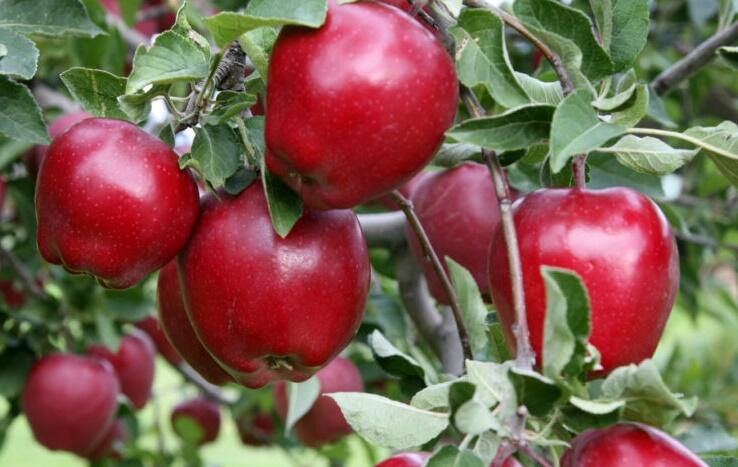 Jabloň zimní 'Red Delicious' - Malus domestica 'Red Delicious'