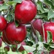 Jabloň zimní 'Red Delicious' - Malus domestica 'Red Delicious'