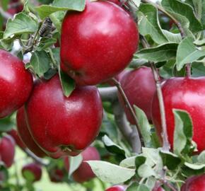 Jabloň zimní 'Red Delicious' - Malus domestica 'Red Delicious'