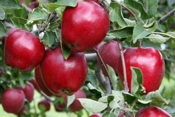 Jabloň zimní 'Red Delicious' - Malus domestica 'Red Delicious'