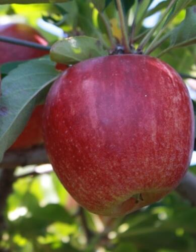 Jabloň zimní 'Gala Se.' - Malus domestica 'Gala Se.'