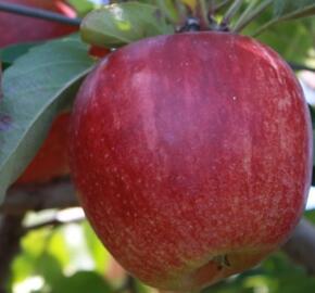 Jabloň zimní 'Gala Se.' - Malus domestica 'Gala Se.'