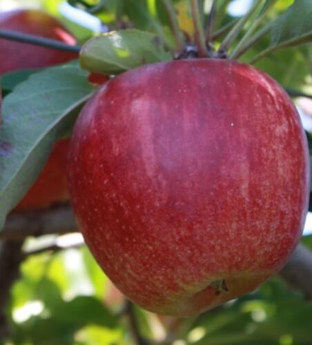 Jabloň zimní 'Gala Se.' - Malus domestica 'Gala Se.'