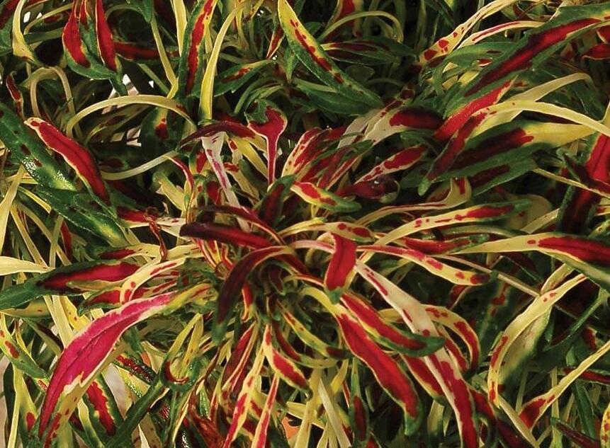 Pochvatec, Africká kopřiva 'Fancy Feathers™ Pink' - Coleus solenostemon hybrid 'Fancy Feathers™ Pink'