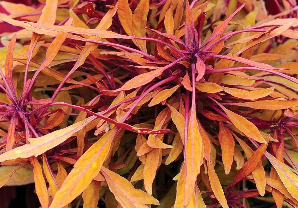 Pochvatec, Africká kopřiva 'Fancy Feathers™ Copper' - Coleus solenostemon hybrid 'Fancy Feathers™ Copper'