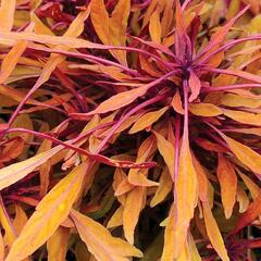 Pochvatec, Africká kopřiva 'Fancy Feathers™ Copper' - Coleus solenostemon hybrid 'Fancy Feathers™ Copper'