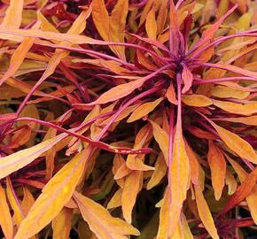 Pochvatec, Africká kopřiva 'Fancy Feathers™ Copper' - Coleus solenostemon hybrid 'Fancy Feathers™ Copper'