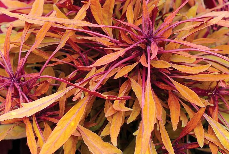 Pochvatec, Africká kopřiva 'Fancy Feathers™ Copper' - Coleus solenostemon hybrid 'Fancy Feathers™ Copper'